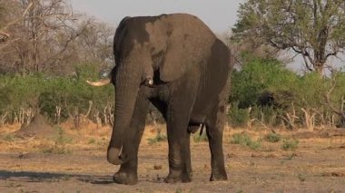 Afrika fili yürüyüş