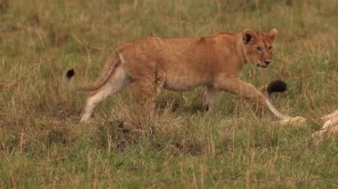 Afrika aslanları, erkek ile oynayan yavru