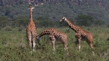 Rothschild'in zürafalar savana ile yürüyüş