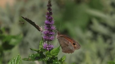 Ağ geçidi denetleyicisi kelebek yaz leylak besleme