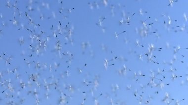 Karahindiba tohumları rüzgarla dağınık