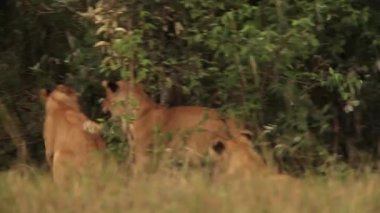 Afrika aslanları, oynarken yavrularını