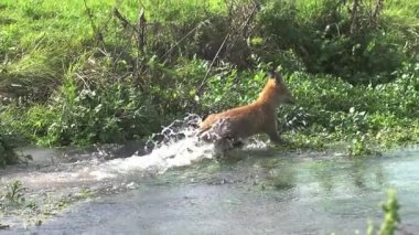 Yetişkin Red Fox River geçiş 
