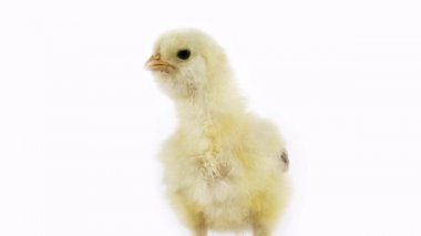 Beyaz arka plan, gerçek zamanlı 4k, hareketli görüntü karşı piliç