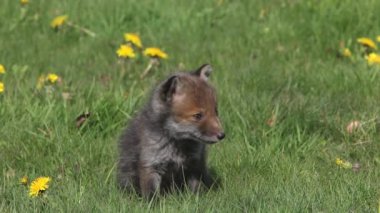 Red Fox çimenlerin üzerinde oynayan yavru