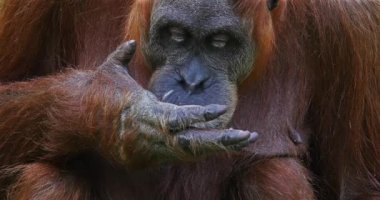 Orang Utan Kadın yeme