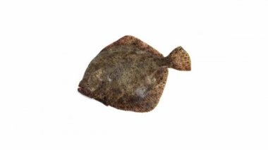 Beyaza Karşı Taze Turbot