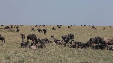 Mavi Wildebeest, connochaetes taurinus, Savanna geçiş sırasında Masai Mara Park Kenya, gerçek zamanlı bırakmasını sürüsü