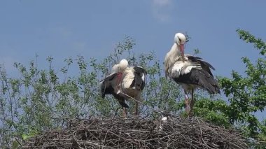 Yuva üzerinde beyaz leylek duran çifti