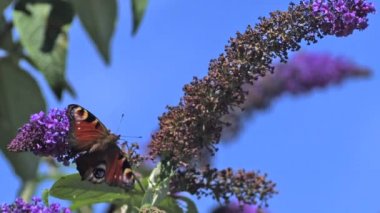 Tavus kuşu kelebek alarak kapalı Buddleja