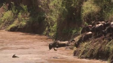 Mavi Wildebeest, connochaetes taurinus, sürüyü geçiş Mara Nehri geçiş sırasında Masai Mara Park Kenya, gerçek zamanlı