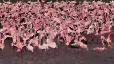 Küçük Flamingo, phoenicopterus minor, grup su, Kenya, gerçek zamanlı Bogoria Gölündeki koloni içinde hareket