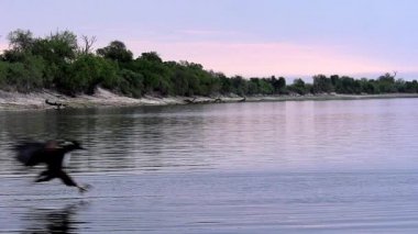 Afrika balık-kartal