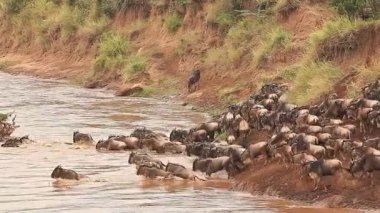 Mavi Wildebeest, connochaetes taurinus, sürüyü geçiş Mara Nehri geçiş sırasında Masai Mara Park Kenya, gerçek zamanlı