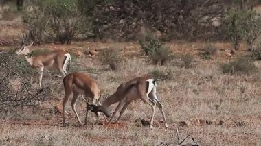 Grant's ceylan, gazella granti, dövüş, Kenya, gerçek zamanlı Nakuru Park erkek