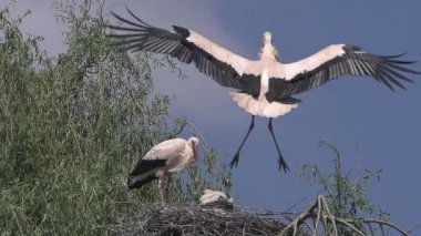 Beyaz leylek, ciconia ciconia, yuva çifti ve kız ayakta, bir uçuş, Alsace Fransa, yavaş hareket içinde