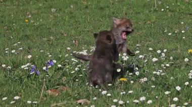 Red Fox Pups çimenlerin üzerinde oynama