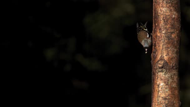 Jilguero común, fringilla coelebs, macho parado en tronco de árbol, despegando con comida en su pico, aleteando alas, cámara lenta — Vídeos de Stock