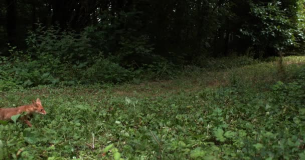 Rotfuchs läuft auf Gras — Stockvideo