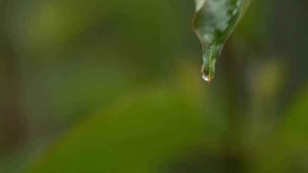 Gotas de chuva caindo da folha — Vídeo de Stock