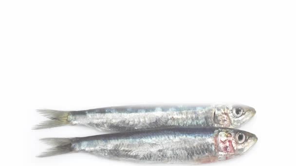 新鲜的沙丁鱼，反对白色 — 图库视频影像