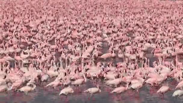 Petit flamant rose, phoenicopterus minor, Déménagement en groupe dans l'eau, Colonie au lac Bogoria au Kenya, en temps réel — Video