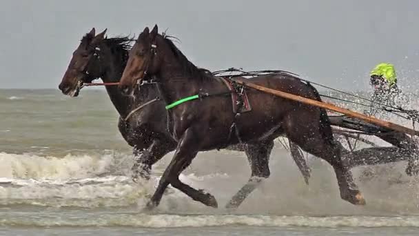 Harness racing during Training on the Beach — Stock Video