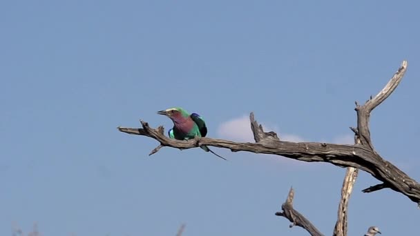 Lila Breasted váleček, coracias caudata, dospělý sundala z větve, v letu, Okavango Delta v Botswaně, pomalý pohyb — Stock video