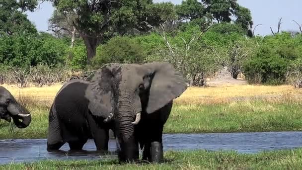 Walking Group of African Elephants — Stock Video