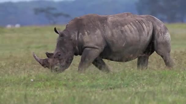 Vit noshörning promenader — Stockvideo