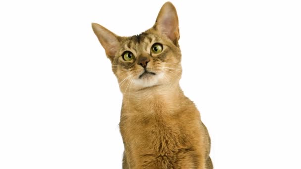 Abyssinian Domestic Cat — Stock Video