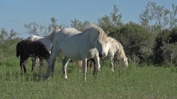 Caballos de Camarga salvajes — Vídeos de Stock