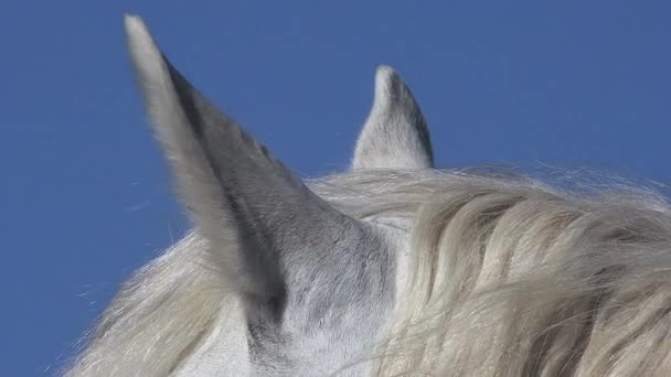 Primer plano de las orejas de caballo de Camargue — Vídeos de Stock