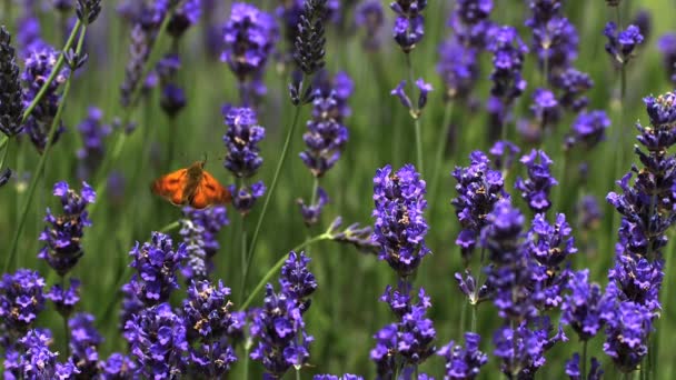 Néctar de recolección de mariposas guardián — Vídeo de stock