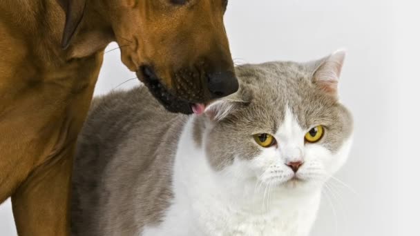 British Shorthair Gatto con un cagnolino Rhodesian Ridgeback — Video Stock