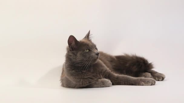 Chartreux Domestic Cat — Stock video