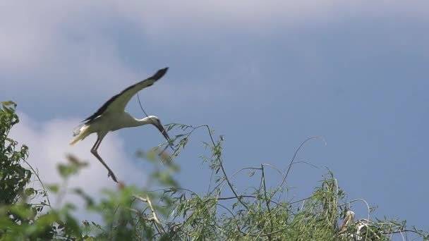 Лелека білий, ciconia ciconia, дорослого в польоті з гніздиться у матеріал дзьоб, Ельзас у Франції, повільний рух — стокове відео