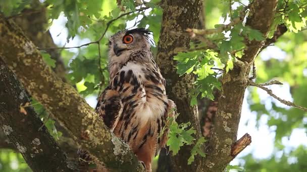 Chouette aigle européenne — Video