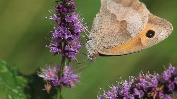 Poortwachter Butterfly voeden met zomer Lila — Stockvideo