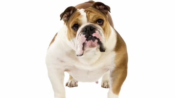 Bulldog anglais, femelle contre blanc — Video