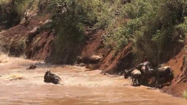 ब्लू वाइल्डबेस्ट, कॉनोचेट्स टुरिनियस, मेंढपाळ स्थलांतर दरम्यान मारा नदी पार करीत आहे, केनियामधील मसाई मारो पार्क, रिअल टाइम — स्टॉक व्हिडिओ