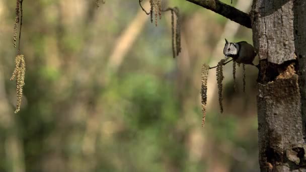 Parukářka, parus cristatus, pro dospělé stojí na kmen stromu, sundala a létání, pomalý pohyb — Stock video