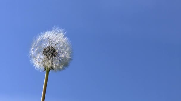 普通的蒲公英种子被吹 — 图库视频影像