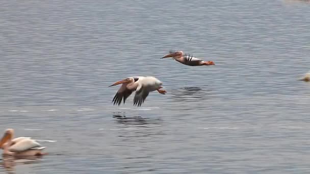 Wielkie białe pelikany — Wideo stockowe