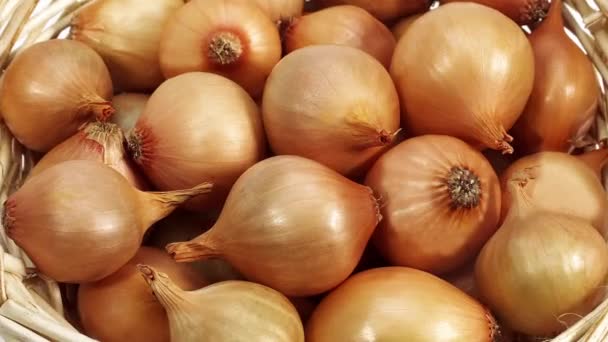French Onion called Grelot, allium cepa, Vegetables in Basket, Real Time 4K, Moving image — Stock Video