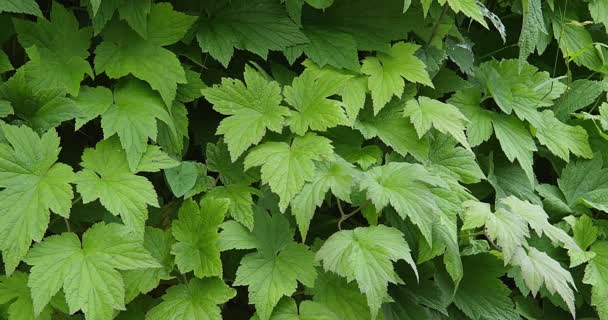 Listy zelené Anemone — Stock video