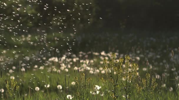 Ortak Dandelions, tohum üflenir — Stok video