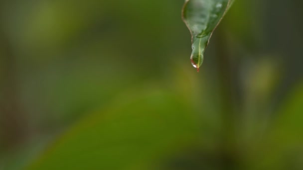 Krople deszczu spadające z liści — Wideo stockowe