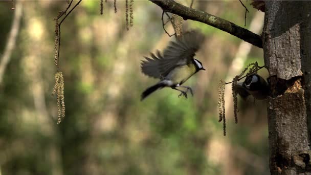 Vörösbegy erithacus rubecula, felnőtt a fa törzse, felszállás és a leszállás repülő, lassú mozgás — Stock videók