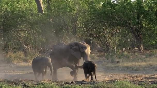 Wandelen van de groep van Afrikaanse olifanten — Stockvideo